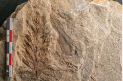 Foto (Detailansicht) von Voltzia heterophylla Brongniart (NHMW-GEO-2024-0188-11131)